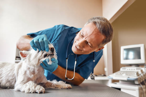 Best Emergency Dental Care for Broken or Chipped Teeth in York, NE